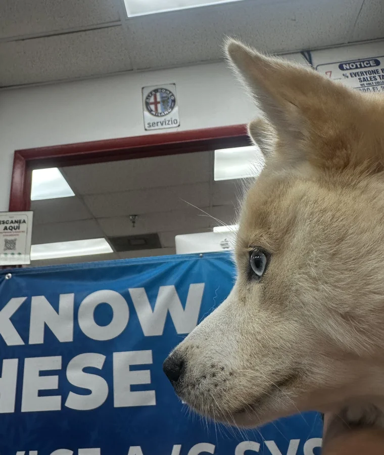Juan Sernas eigenes Foto aus seiner Google-Bewertung — sein Hund in der Alfa Garage Miami, unter dem SERVIZIO-Schild